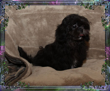 Baldwin Tiny little male chinese imperial shih tzu puppies for sale small teacup